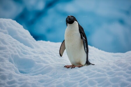 Antarctique, oiseau, manchot, neige, Le manchot Adélie