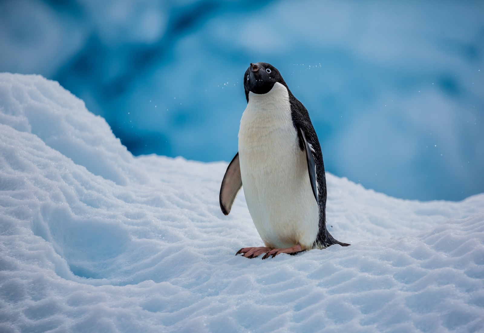 neve, pássaro, pinguim, Antártica, O pinguim de Adélia