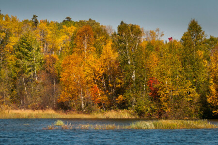 autumn, forest, river, the sky, trees