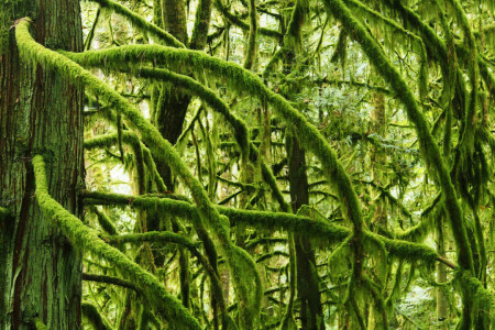 branches, forêt, mousse, des arbres