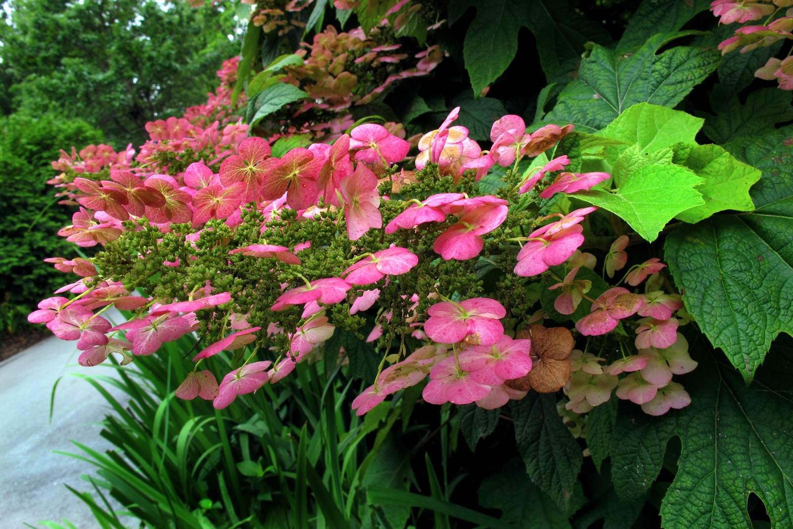 virágok, rózsaszín virágok, hortenzia, zöld levelek, Hortensia