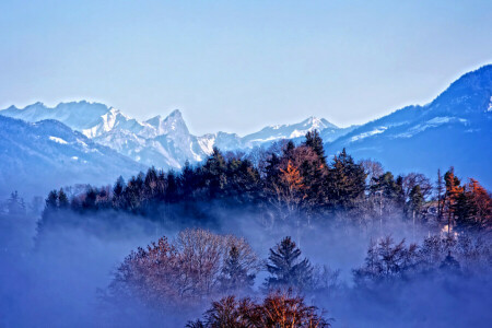 outono, névoa, floresta, montanhas, neve, árvores