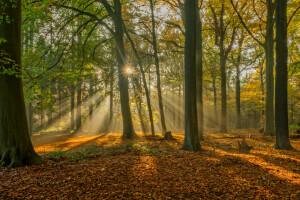 ősz, Belgium, Bruges, Brugge, erdő, levelek, Rays, fák