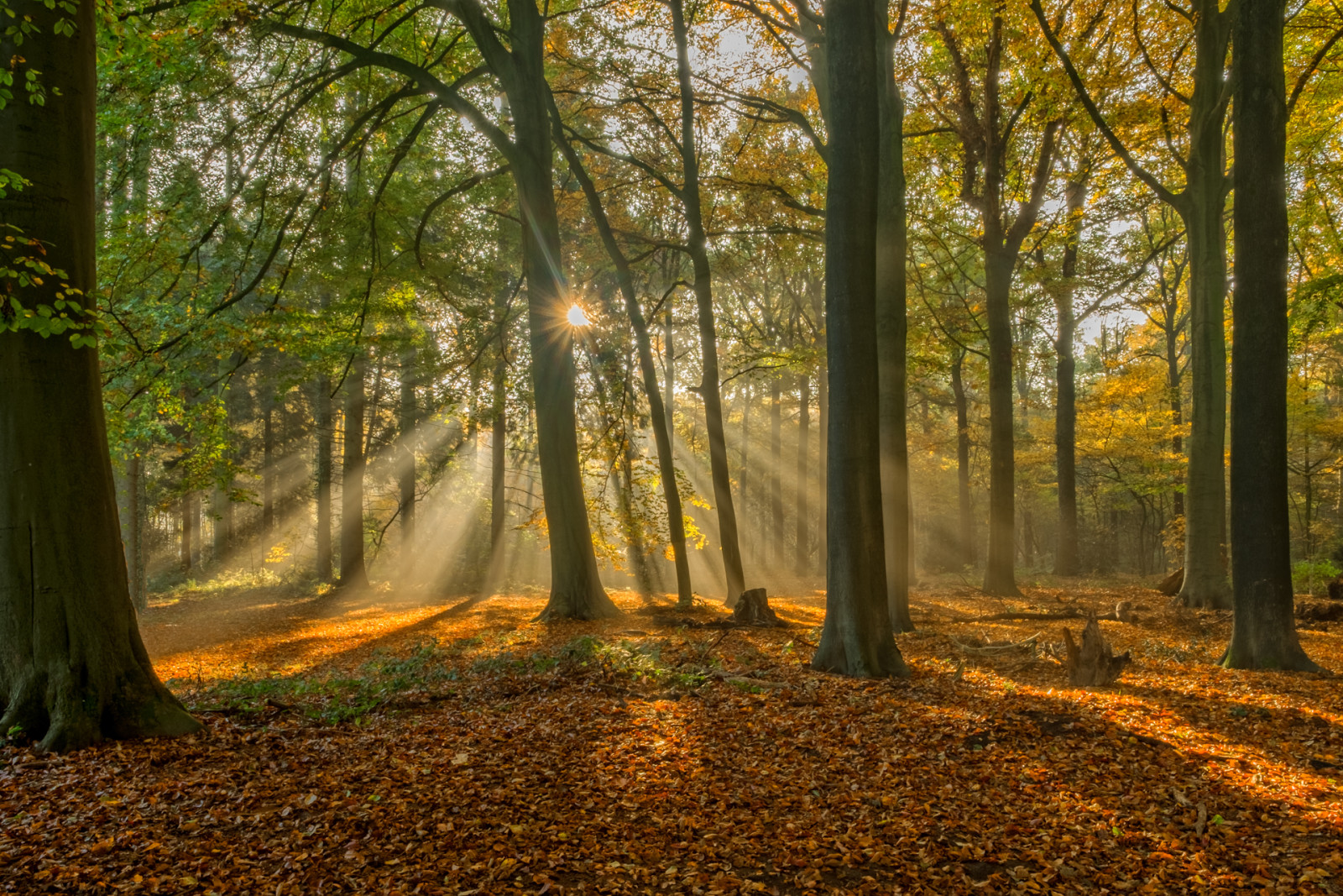 jesień, las, drzewa, pozostawia, Promienie, Belgia, Brugia, Brugge