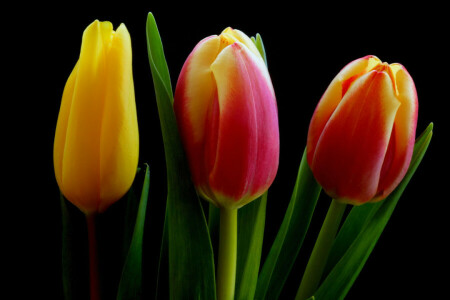 Hintergrund, Blätter, Makro, Blütenblätter, Tulpen