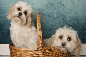 background, basket, dogs