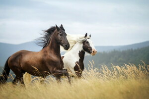 fundo, cavalos, natureza