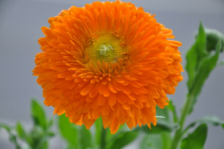 Bud, flor, folhas, natureza, pétalas, plantar