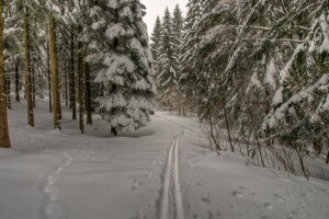 les, mráz, príroda, cesta, sneh, stopy, chodník, stromy