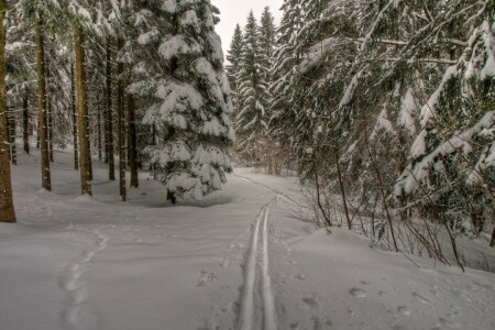 foresta, brina, natura, sentiero, neve, tracce, pista, alberi