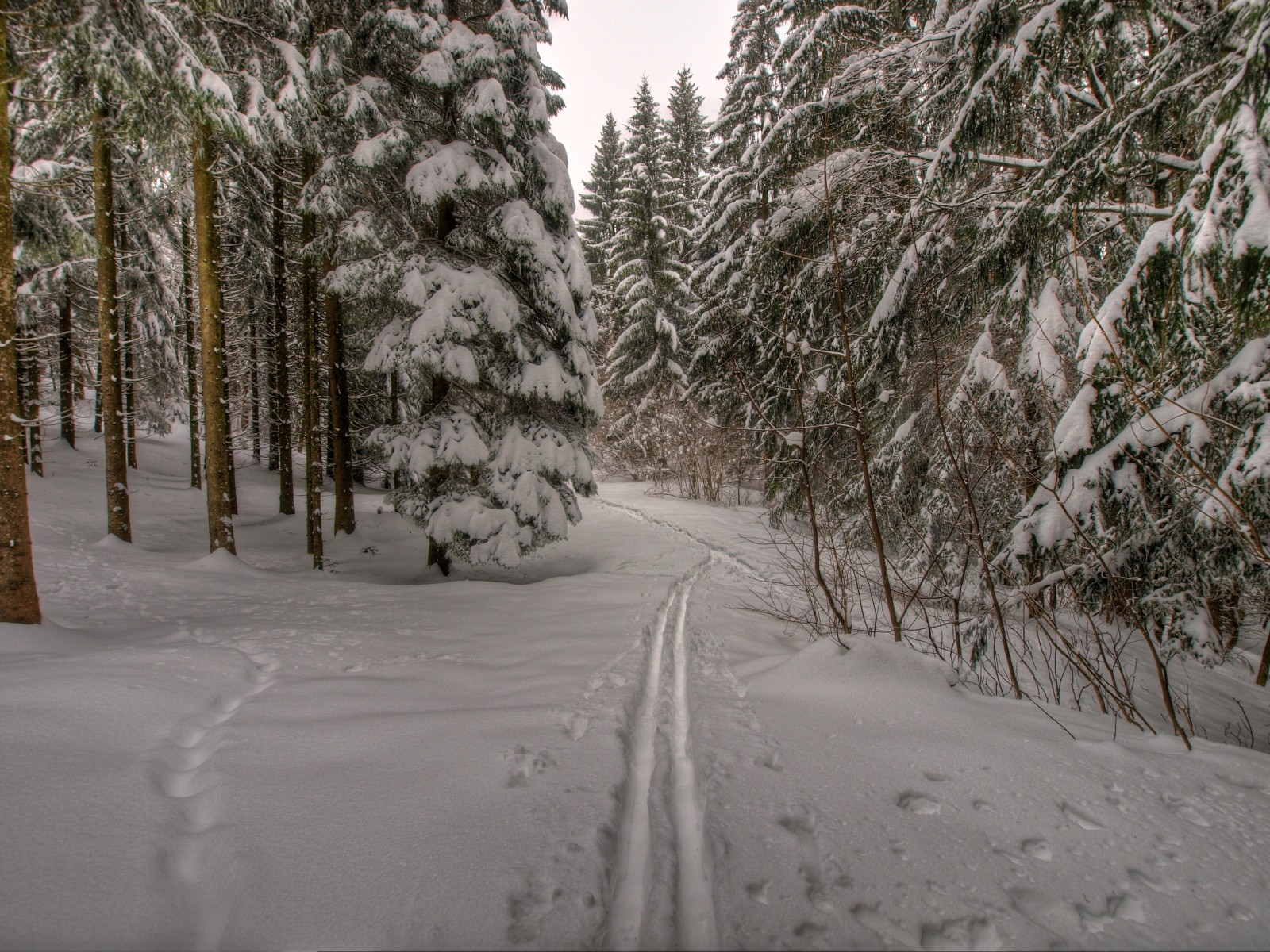 snö, skog, natur, vinter-, träd, frost, väg, Spår