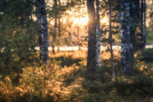 bosque, paisaje, ligero, naturaleza, arboles