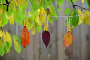 otoño, hojas, naturaleza, pintar, cuerda