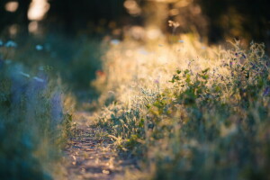 grass, light, nature