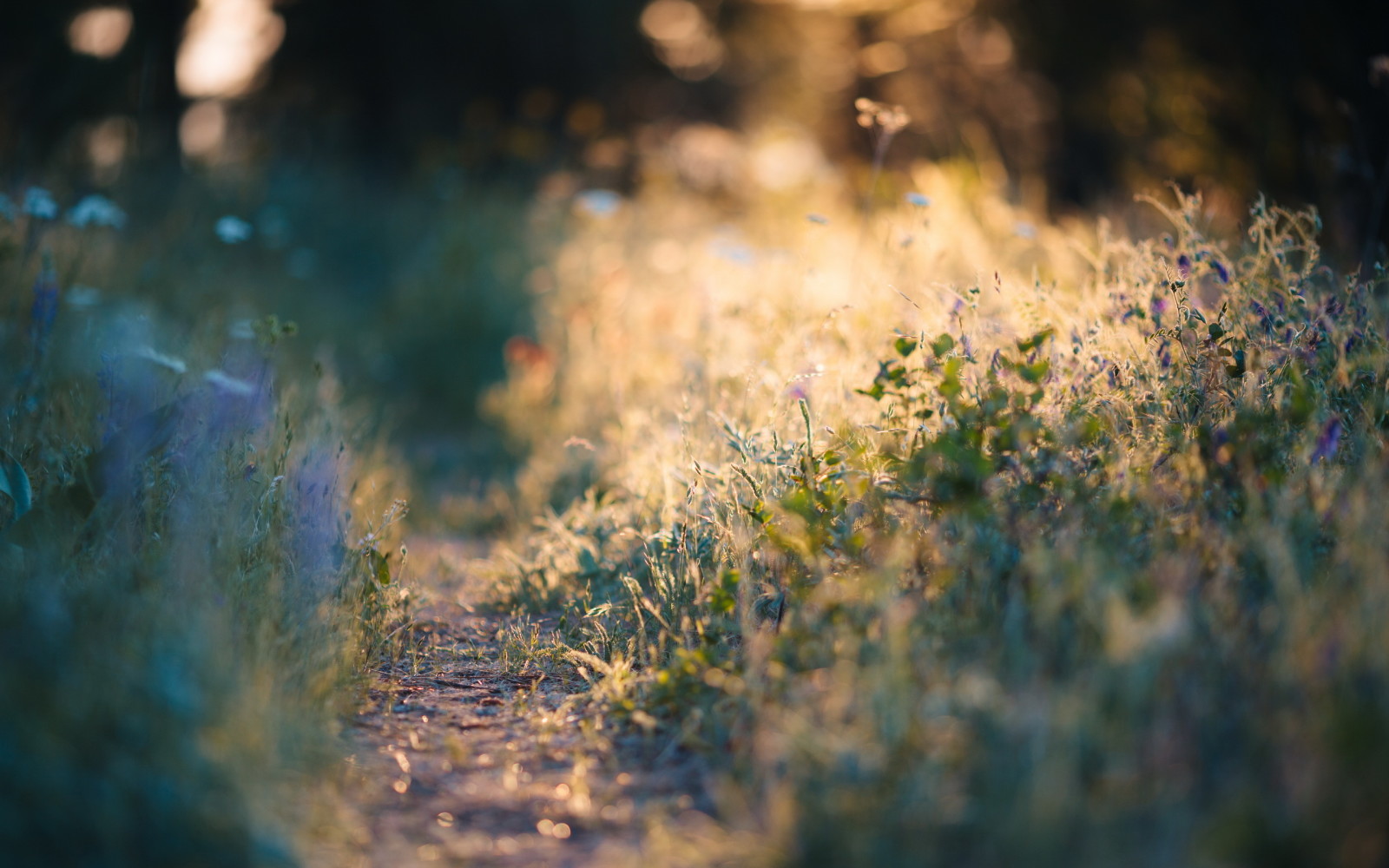 herbe, lumière, la nature