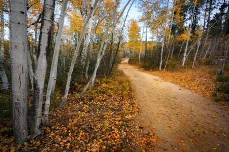 l'automne, forêt, route