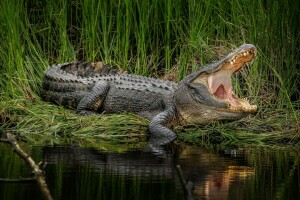 alligator, gräs, mun, vatten