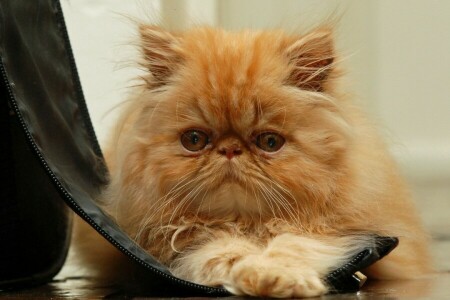 cat, fluffy, look, muzzle, Persian cat, red, Red cat