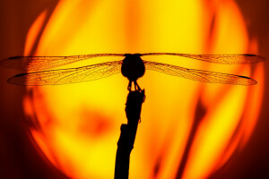 dragonfly, insect, sunset, the sun