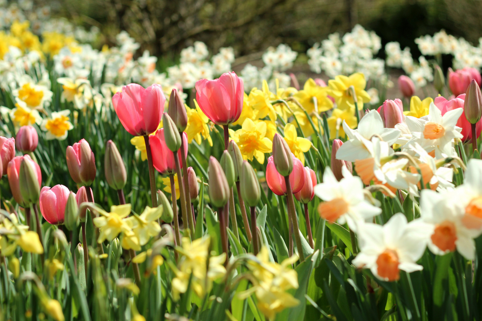 jar, tulipány, púčiky, narcisy