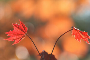 l'automne, feuilles, la nature, peindre