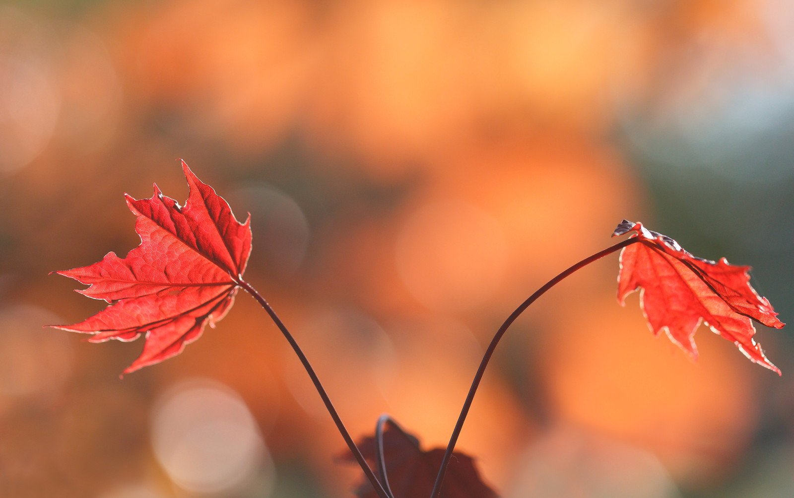 herfst, natuur, bladeren, verf