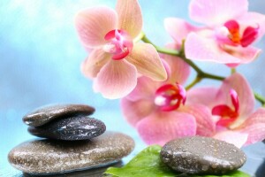 droplets, flowers, leaves, Orchid, spa stones