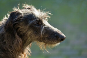 dog, look, sighthound