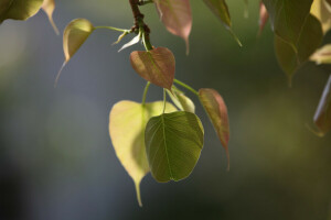 background, branches, leaves, spring, tree