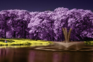 lago, paesaggio, viola, Scenario, albero