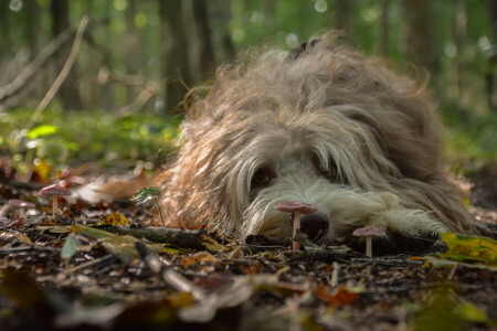 hund, hver, se, svampe, natur