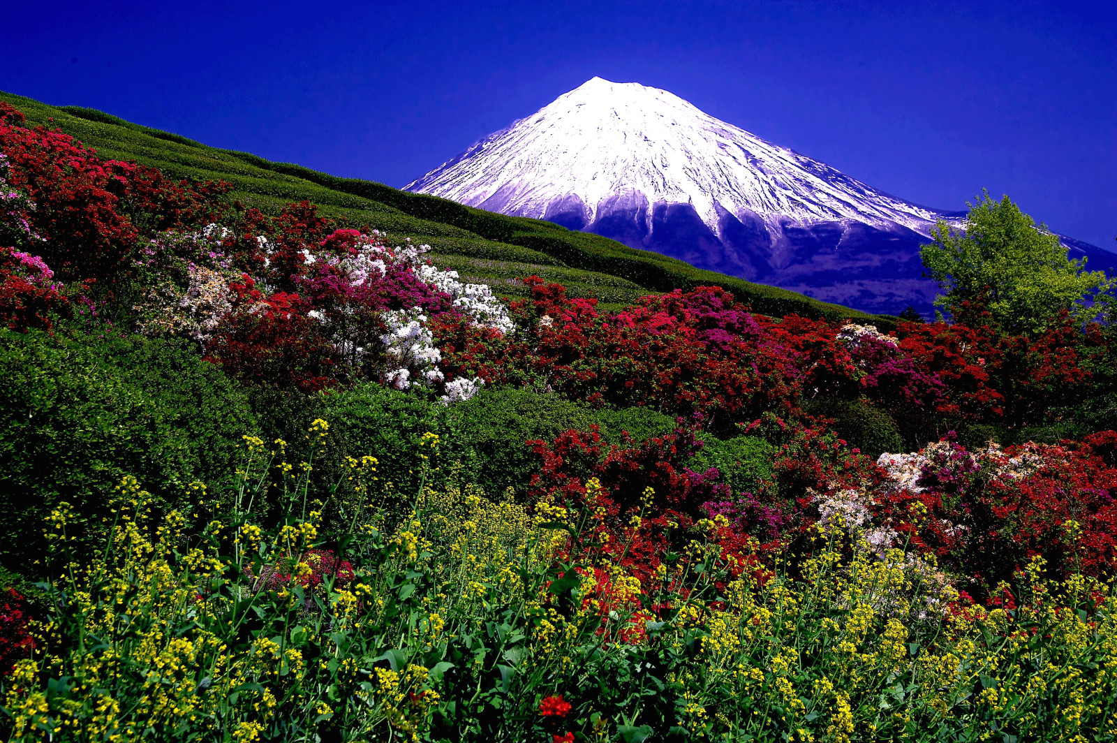 la nature, paysage, champ, montagnes, photo, le volcan, les buissons