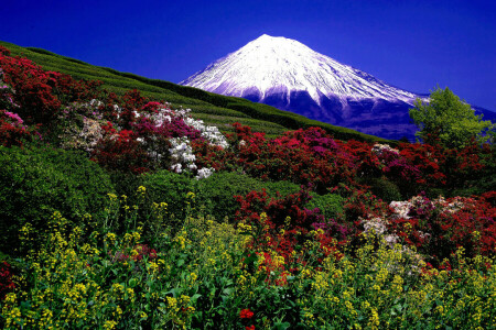 champ, paysage, montagnes, la nature, photo, les buissons, le volcan