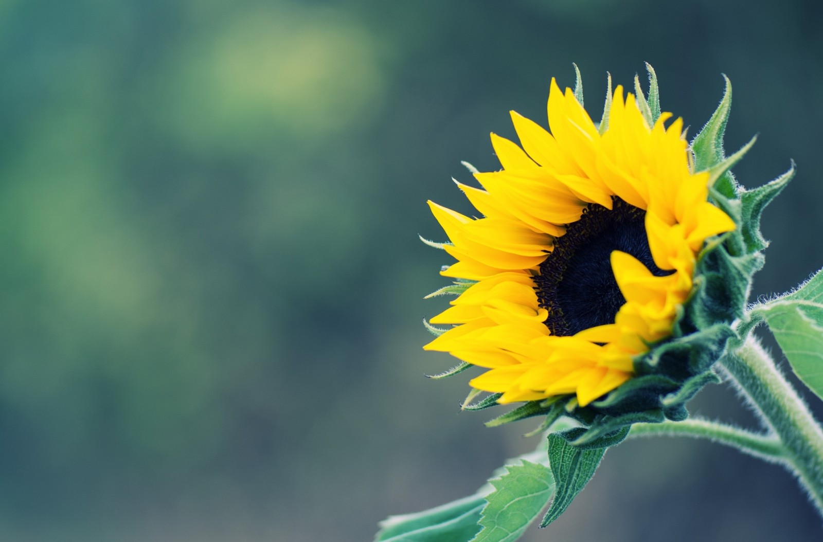 Hintergrund, Gelb, Sonnenblume