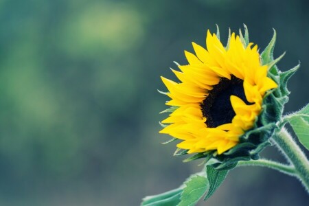 Contexte, tournesol, Jaune