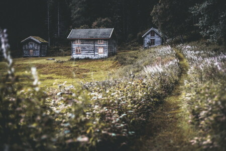 floresta, casa, natureza