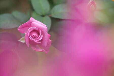 blur, pink, rose