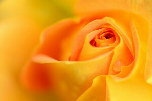 fallen, Blume, Blütenblätter, Rosa, Rose