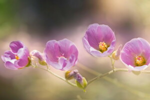 branch, flowers, mallow, pink