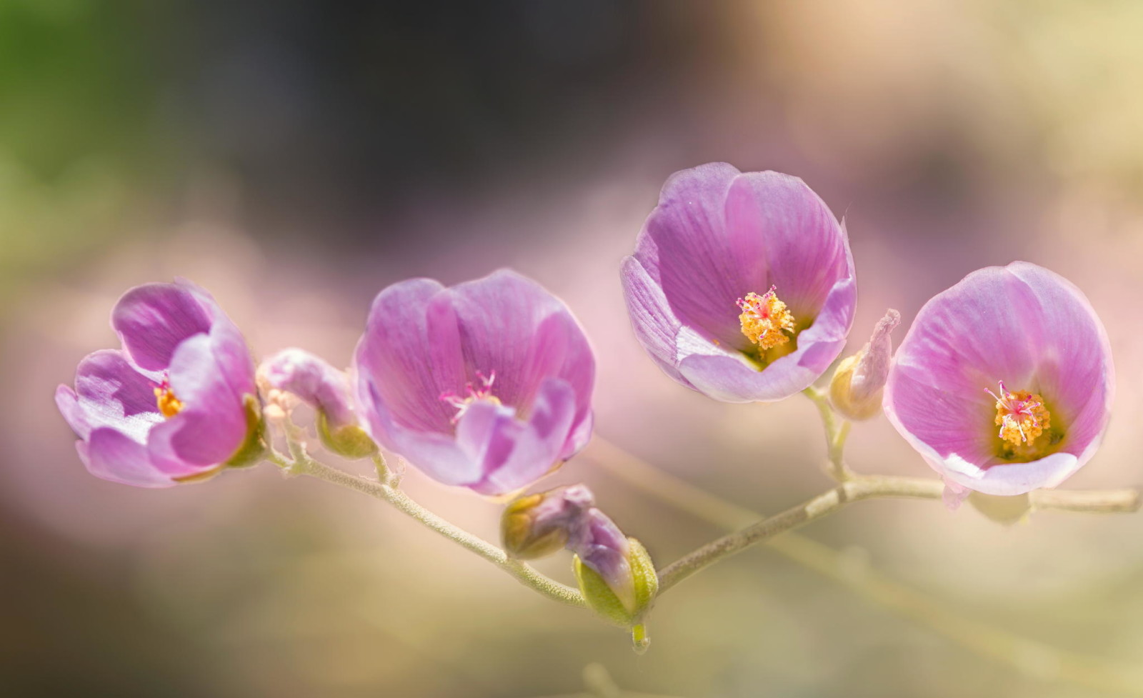 rosa, fiori, ramo, malva