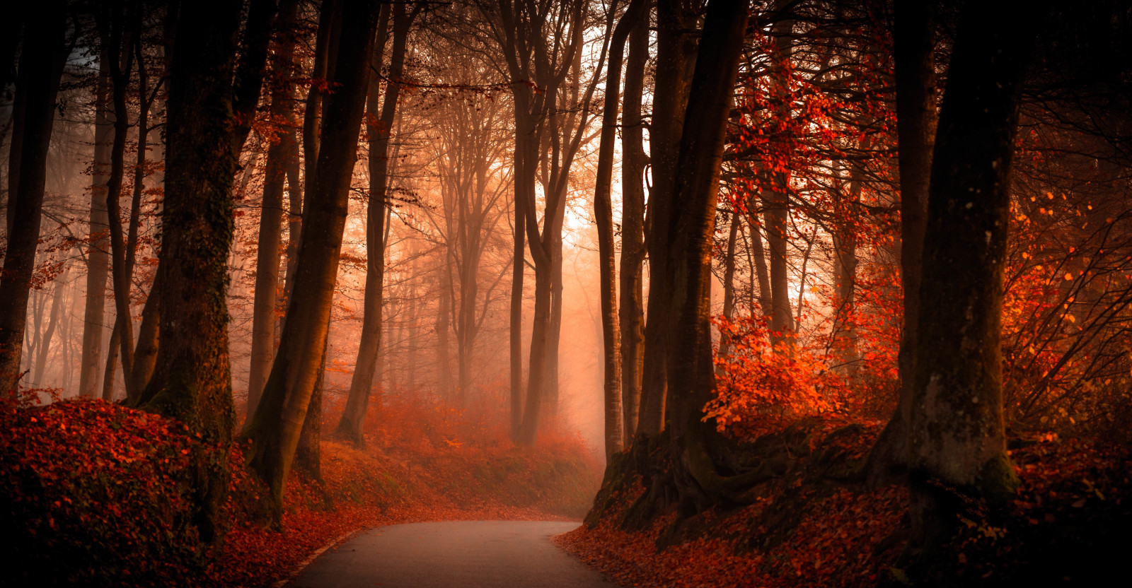 autunno, foresta, strada, alberi, le foglie, ramo, nebbia