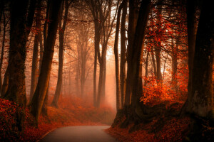 otoño, rama, niebla, bosque, hojas, la carretera, arboles