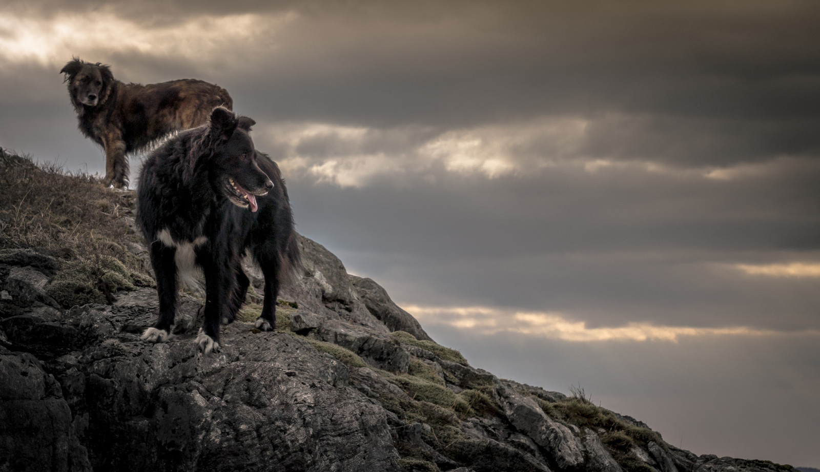 natur, bergarter, hunder, dal