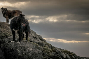 dal, cachorros, natureza, pedras