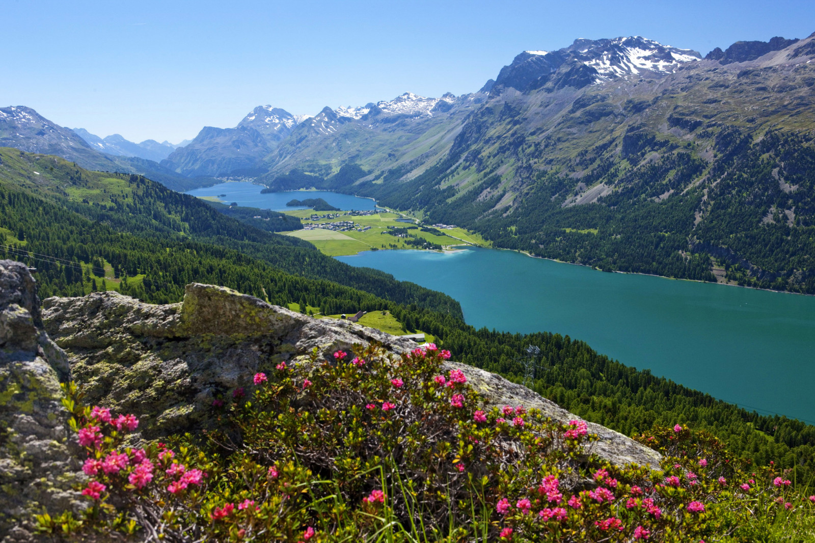 floresta, Suíça, lago, pedras, flores, montanhas, vale, panorama