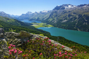 blomster, Skov, sø, bjerge, panorama, hældning, St. Moritz, sten