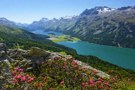 flowers, forest, lake, mountains, panorama, slope, St. Moritz, stones