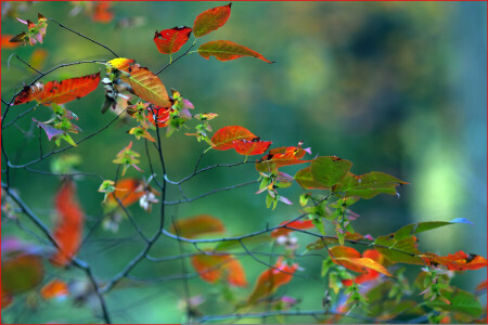 outono, ramo, folhas, natureza