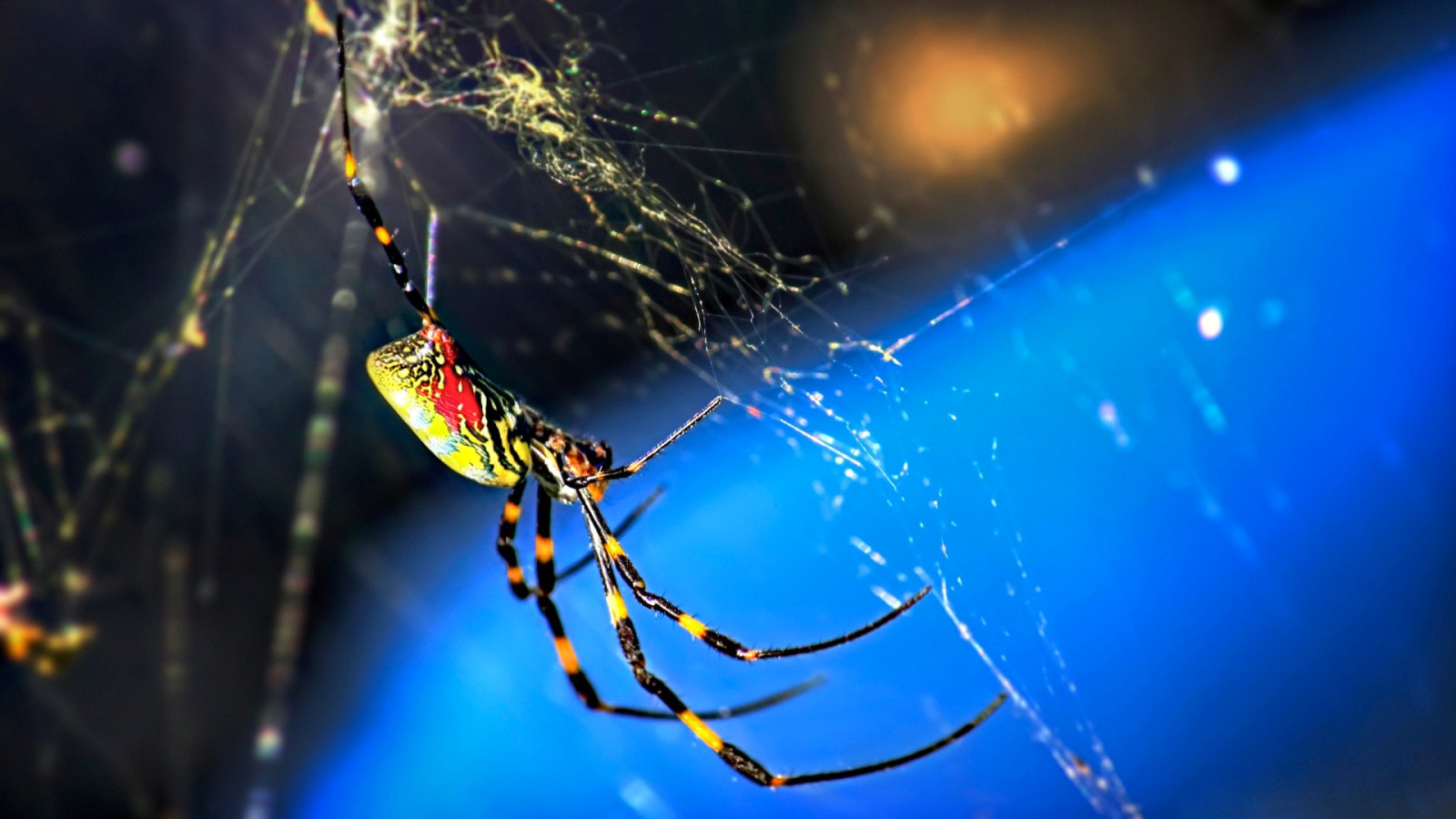 natuur, macro, web, insect, Spin