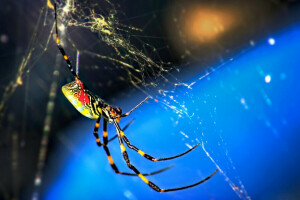 insect, macro, natuur, Spin, web